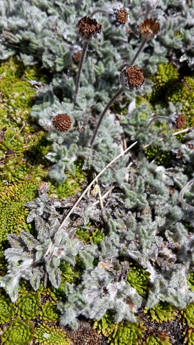 Leptinella albida photo 4