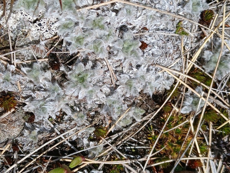 Leptinella albida photo 6