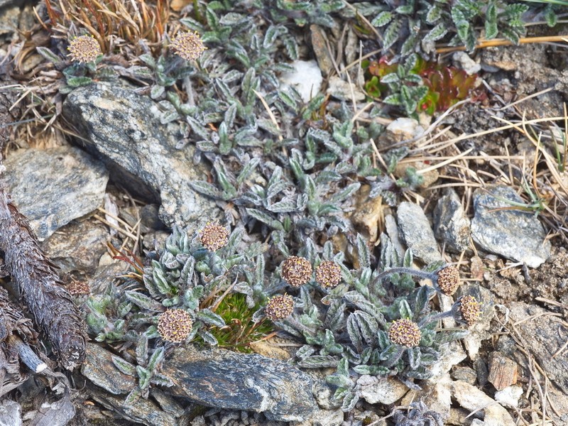 Leptinella albida photo 7