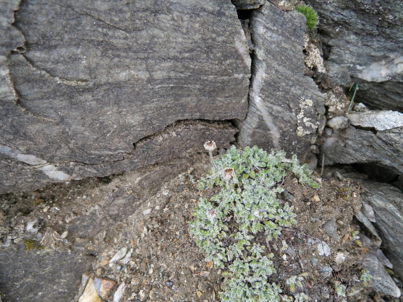 Leptinella albida photo 8