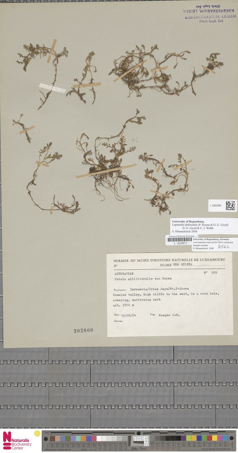 Leptinella altilitoralis