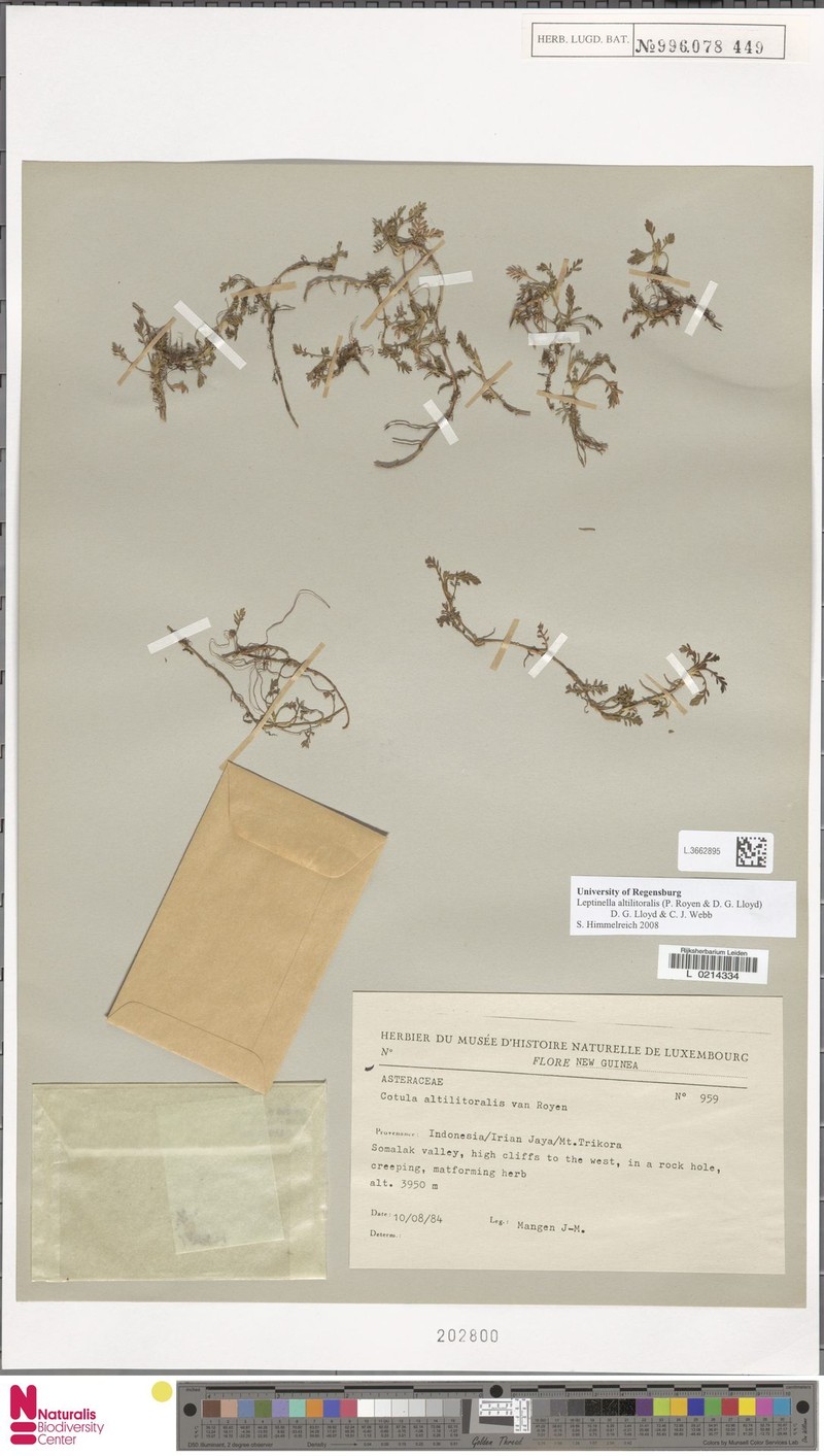 Leptinella altilitoralis photo 2
