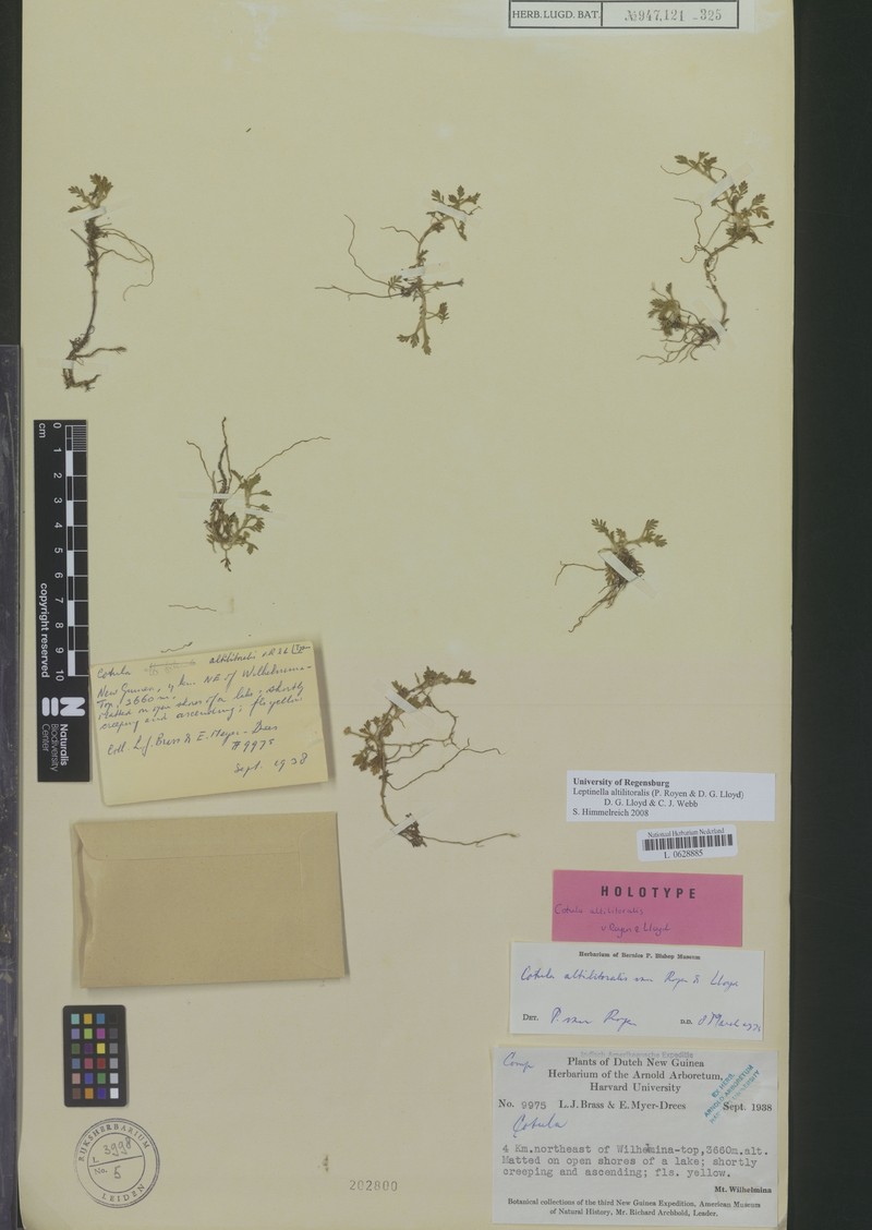 Leptinella altilitoralis photo 3