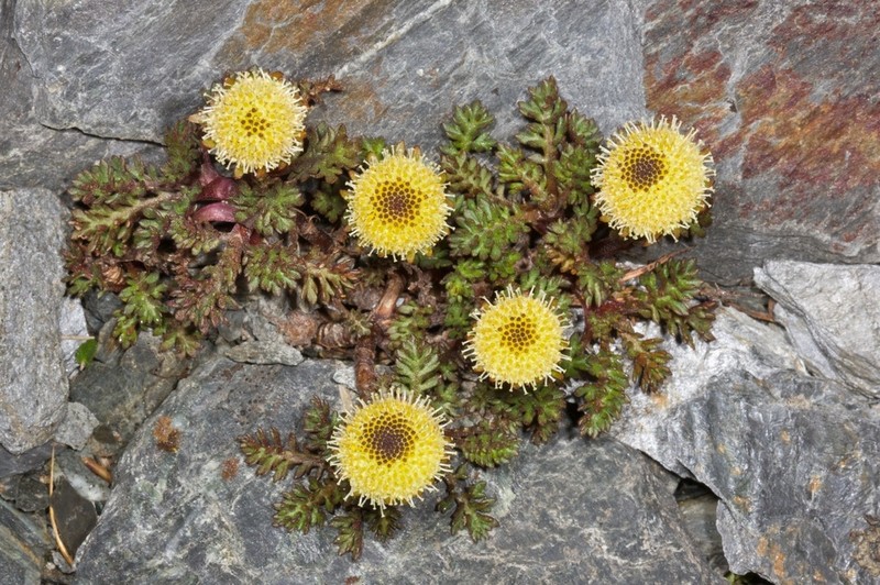 Leptinella atrata