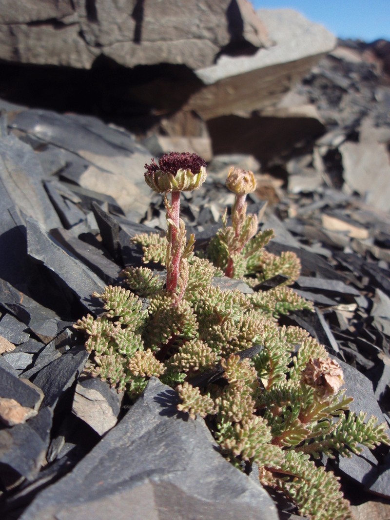 Leptinella atrata photo 2
