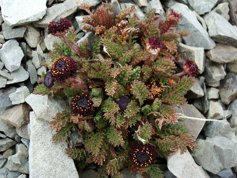 Leptinella atrata photo 3
