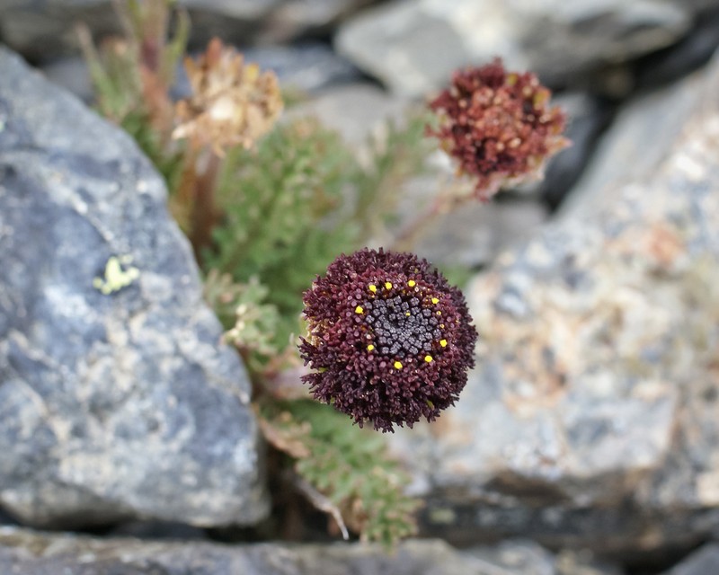 Leptinella atrata photo 4