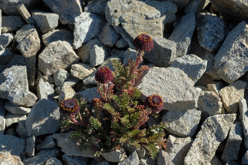 Leptinella atrata photo 5