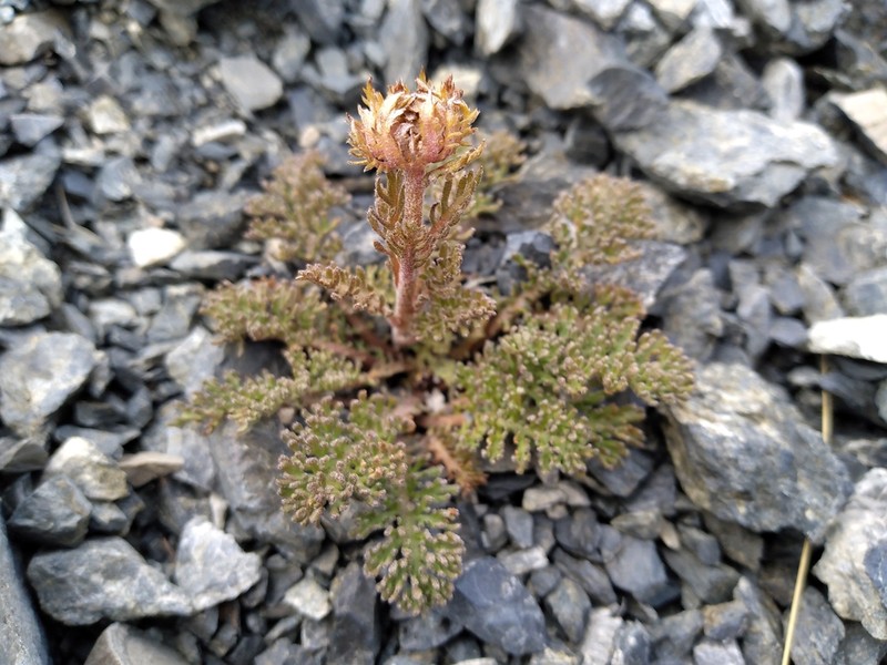 Leptinella atrata photo 6
