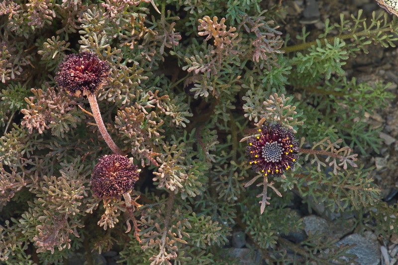 Leptinella atrata photo 7