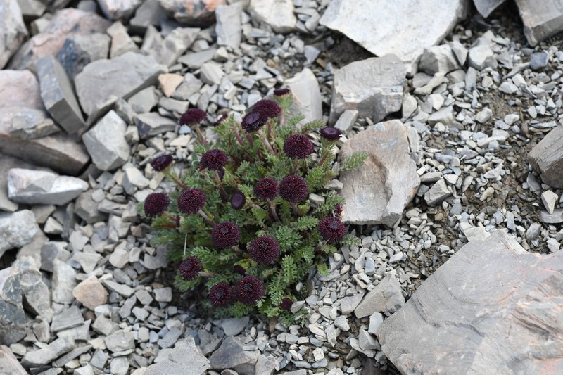 Leptinella atrata photo 8