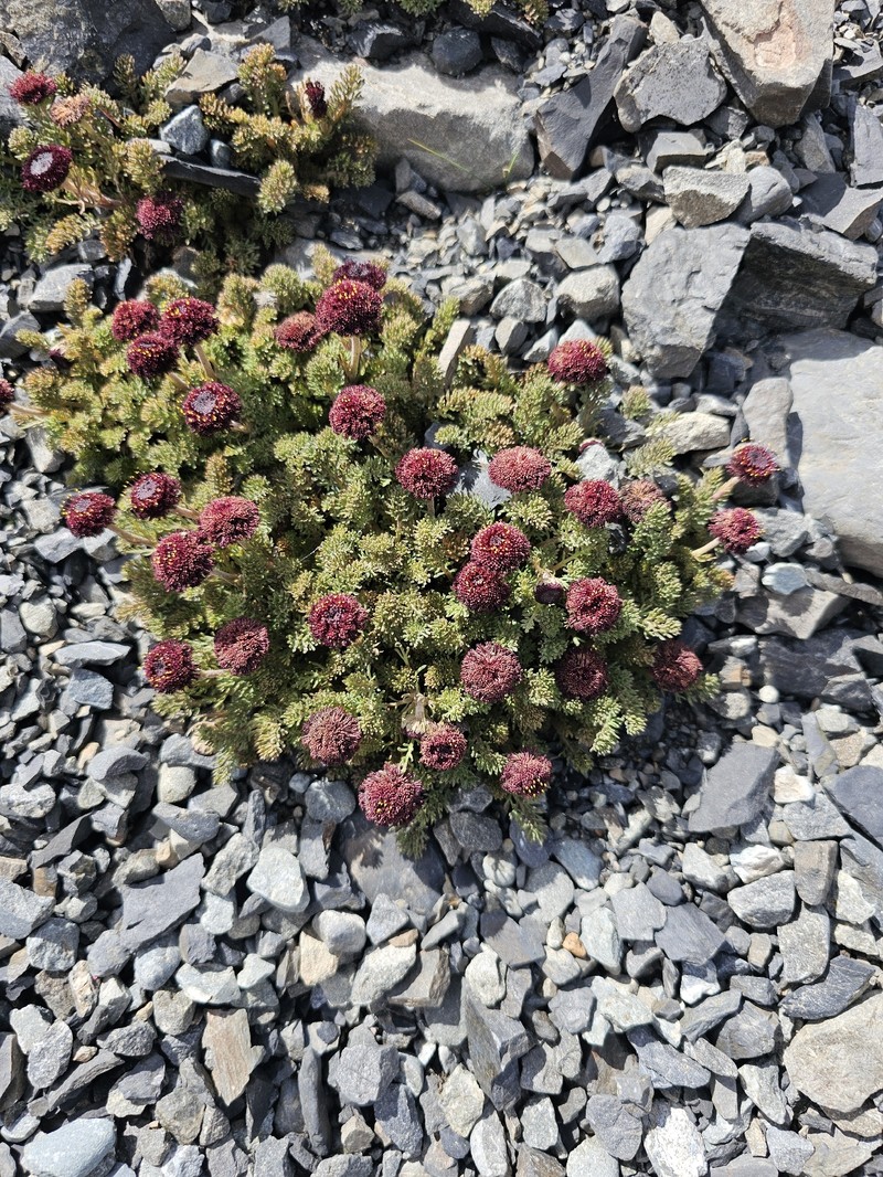 Leptinella atrata subsp. atrata