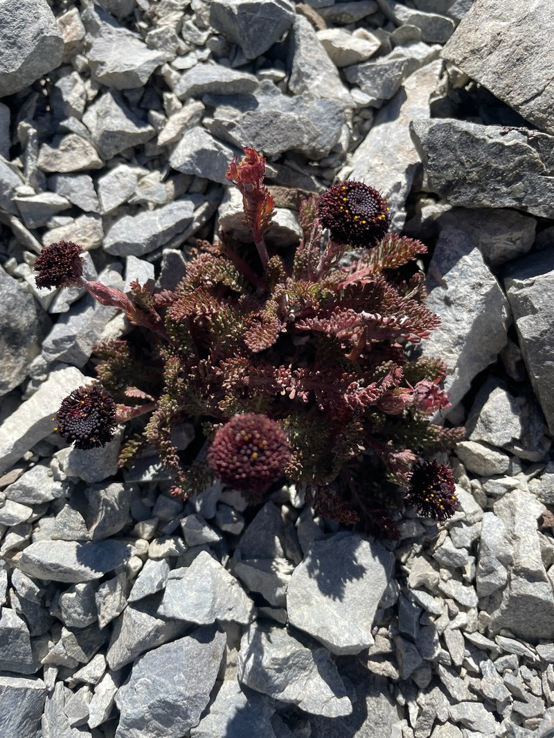 Leptinella atrata subsp. atrata photo 2