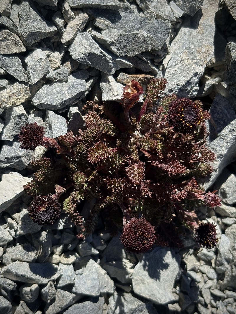 Leptinella atrata subsp. atrata photo 3