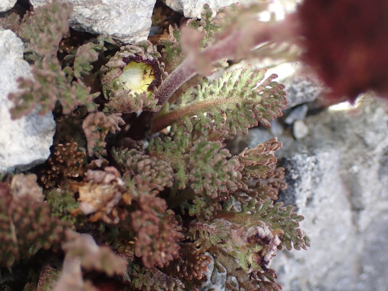 Leptinella atrata subsp. atrata photo 4