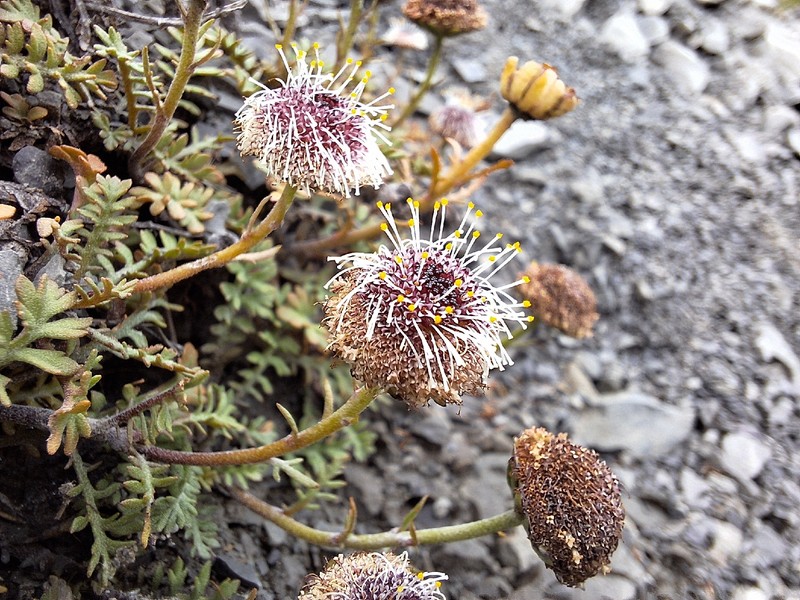 Leptinella atrata subsp. luteola