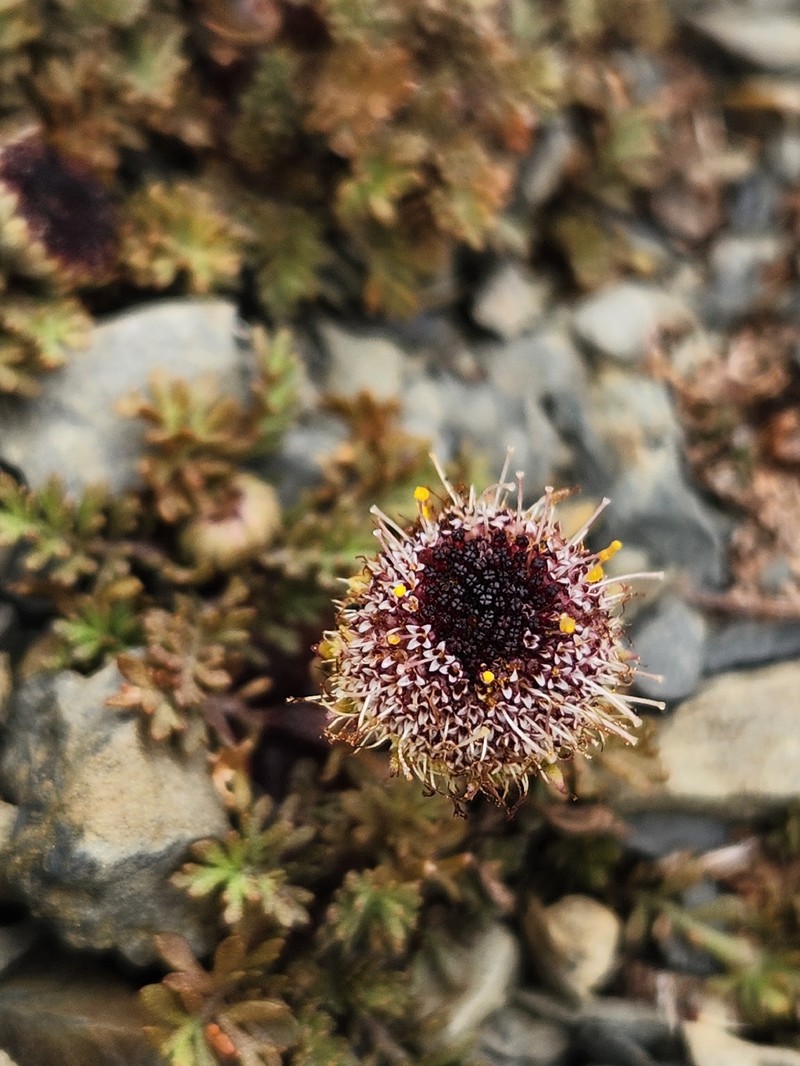 Leptinella atrata subsp. luteola photo 2