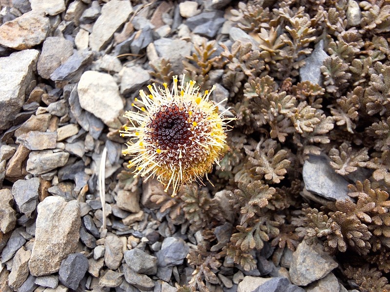 Leptinella atrata subsp. luteola photo 3