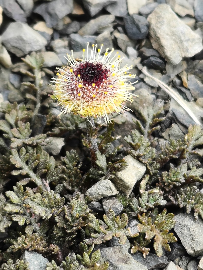 Leptinella atrata subsp. luteola photo 4