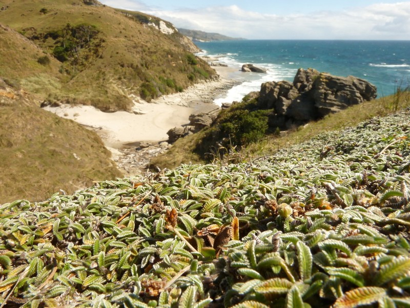 Leptinella calcarea