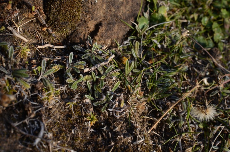 Leptinella calcarea photo 2
