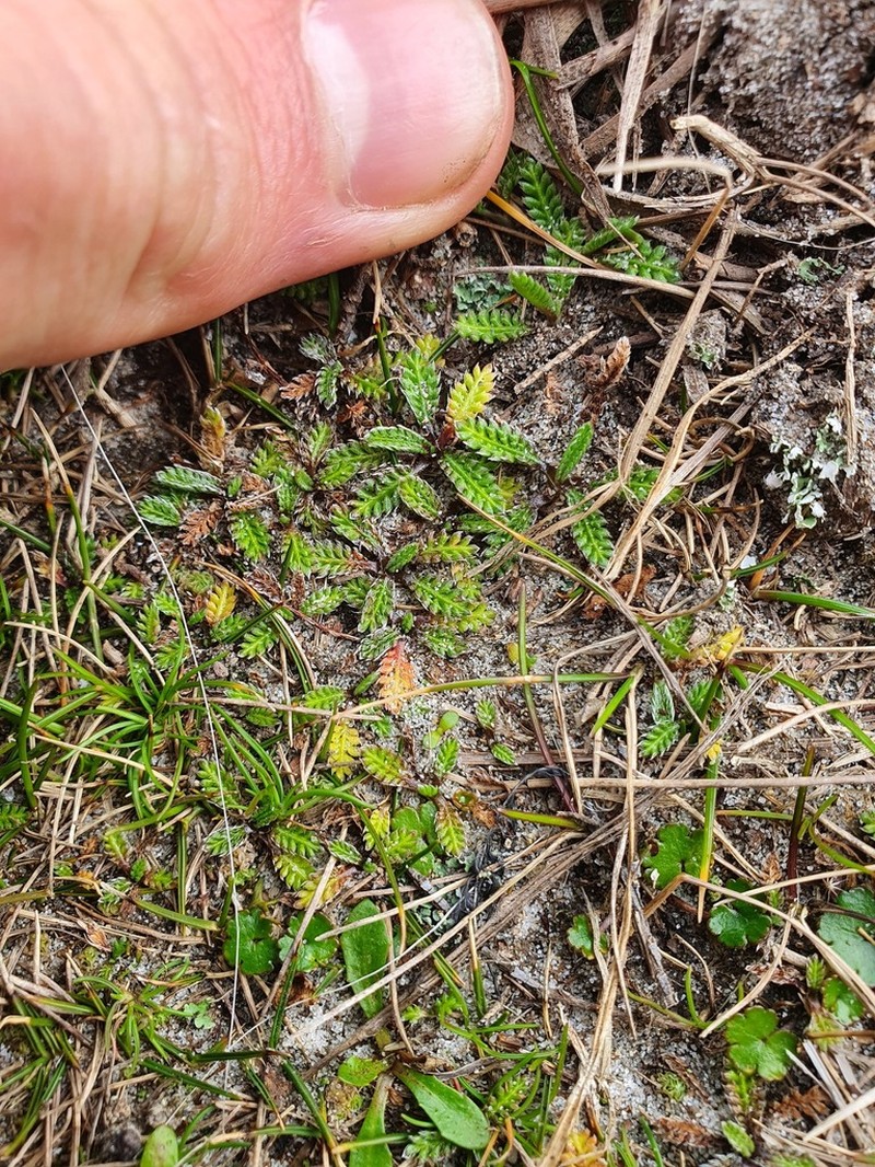 Leptinella calcarea photo 3