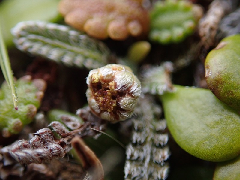 Leptinella calcarea photo 4