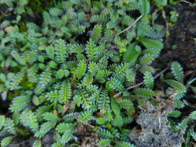 Leptinella calcarea photo 5