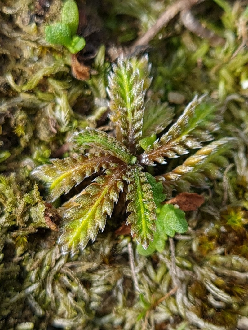 Leptinella calcarea photo 6