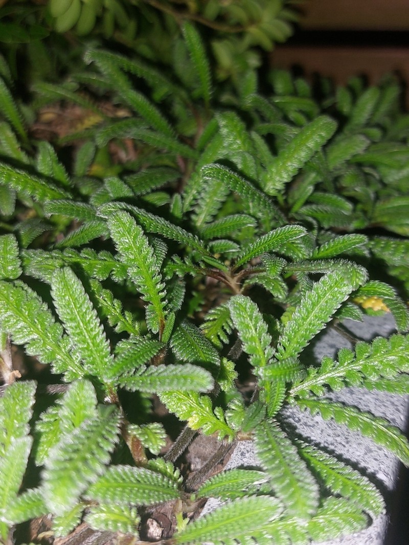 Leptinella calcarea photo 7