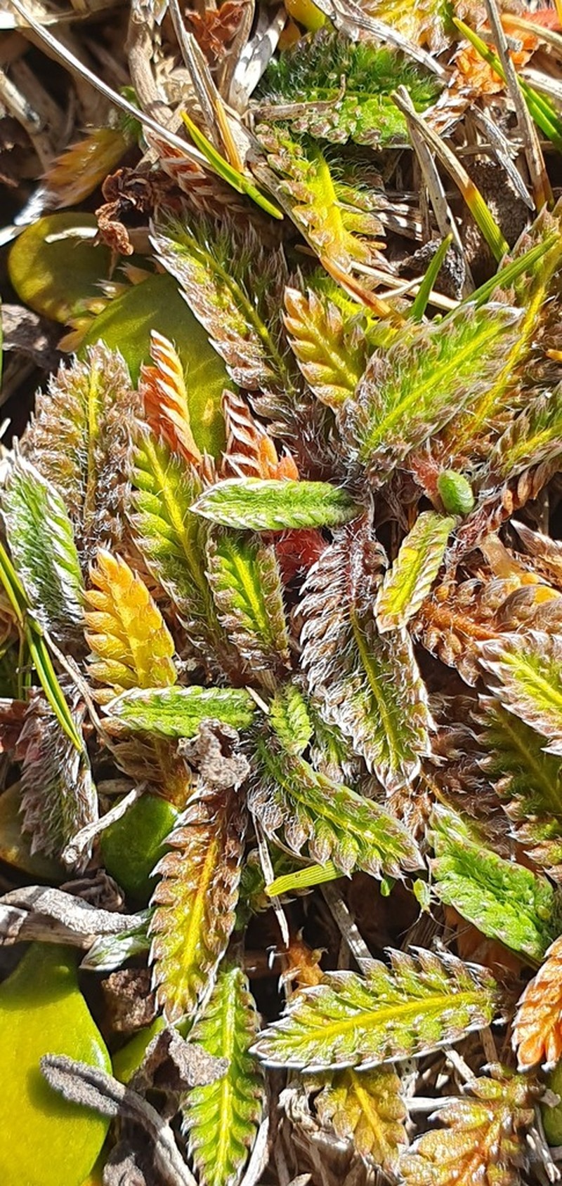 Leptinella calcarea photo 8
