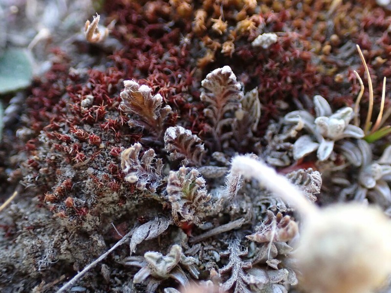 Leptinella conjuncta
