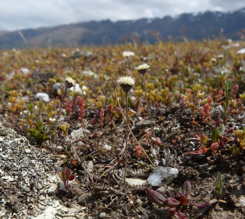 Leptinella conjuncta photo 2