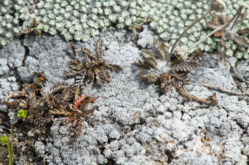 Leptinella conjuncta photo 3