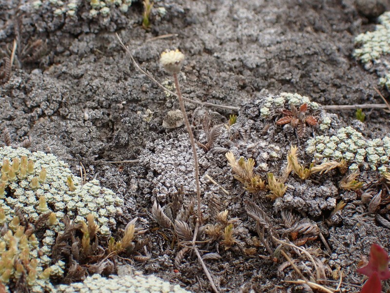 Leptinella conjuncta photo 4