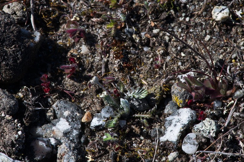 Leptinella conjuncta photo 6