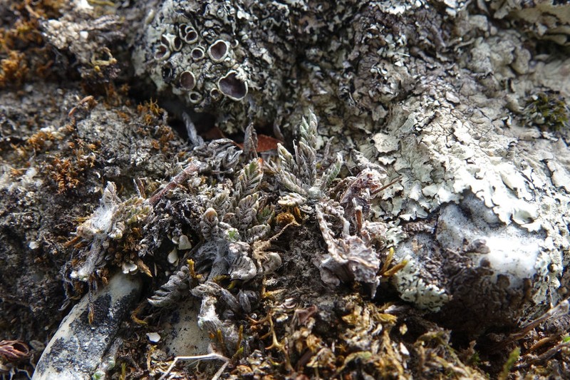 Leptinella conjuncta photo 7