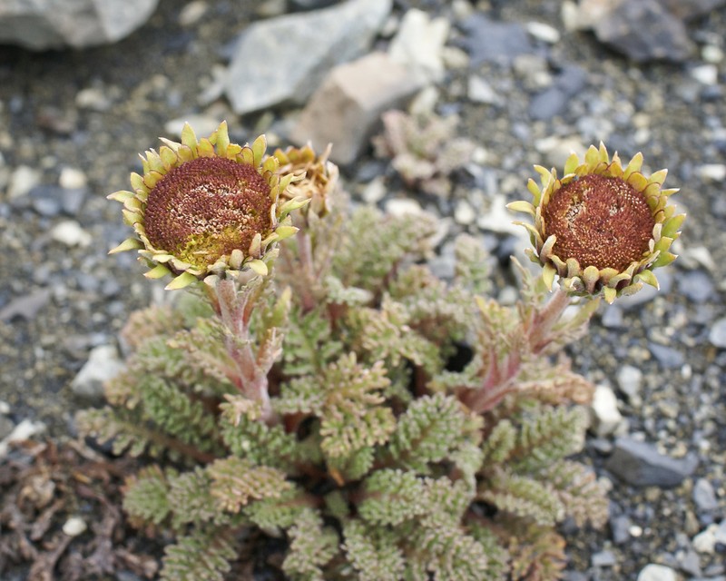 Leptinella dendyi