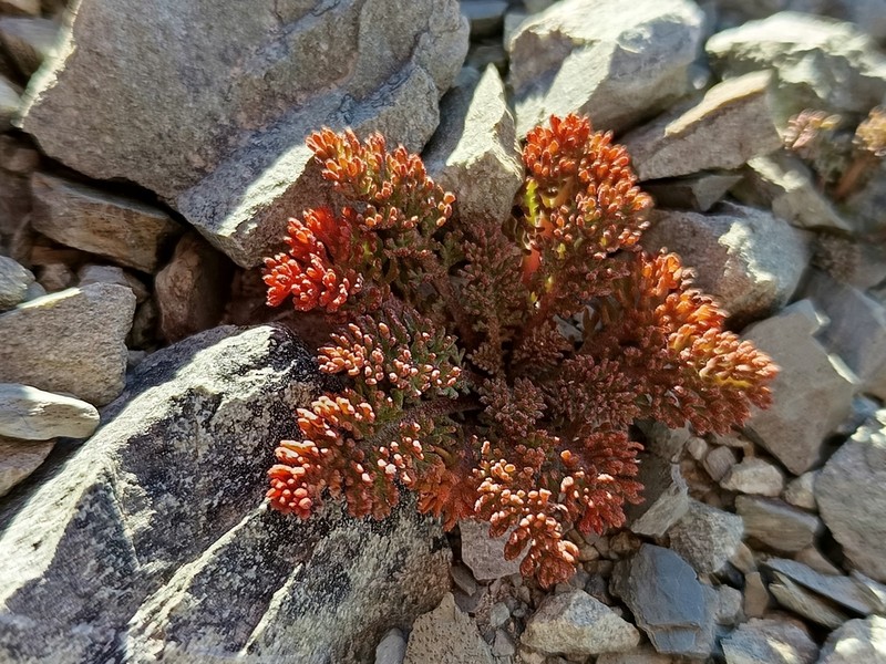 Leptinella dendyi photo 2