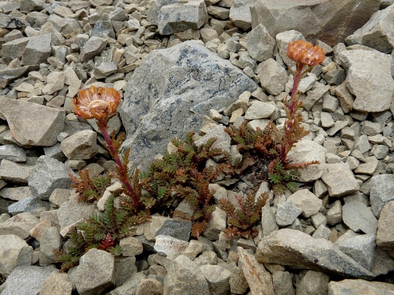 Leptinella dendyi photo 3