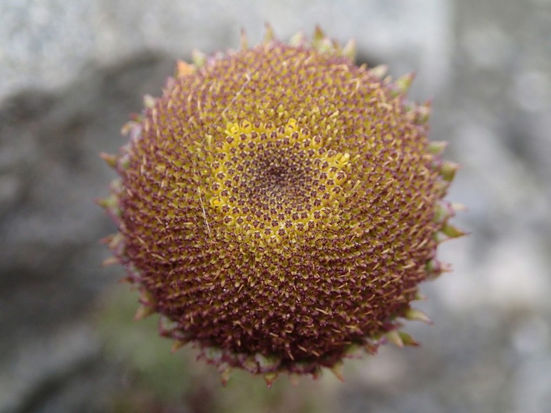 Leptinella dendyi photo 4