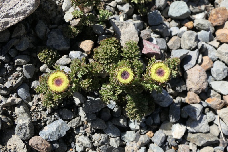Leptinella dendyi photo 5