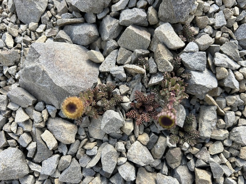 Leptinella dendyi photo 6
