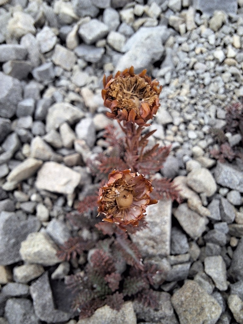 Leptinella dendyi photo 7