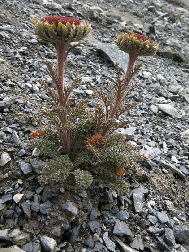 Leptinella dendyi photo 8