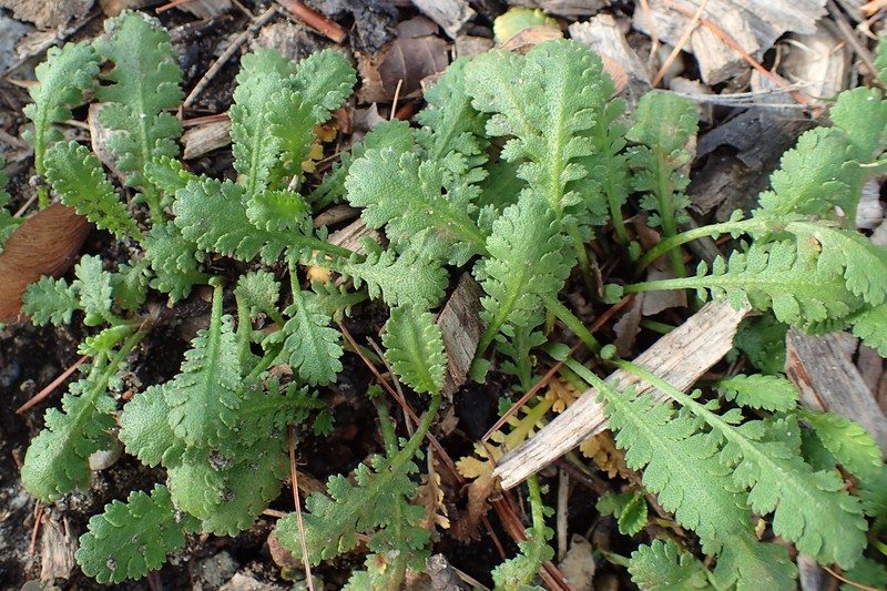 Leptinella dioica
