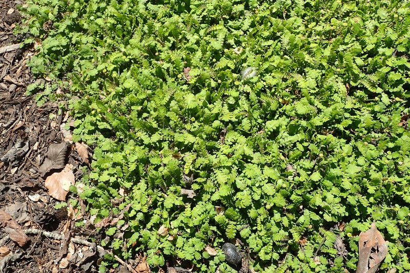 Leptinella dioica photo 2