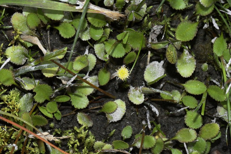 Leptinella dioica photo 3