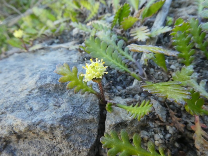 Leptinella dioica photo 4