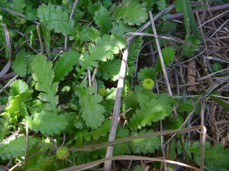 Leptinella dioica photo 5